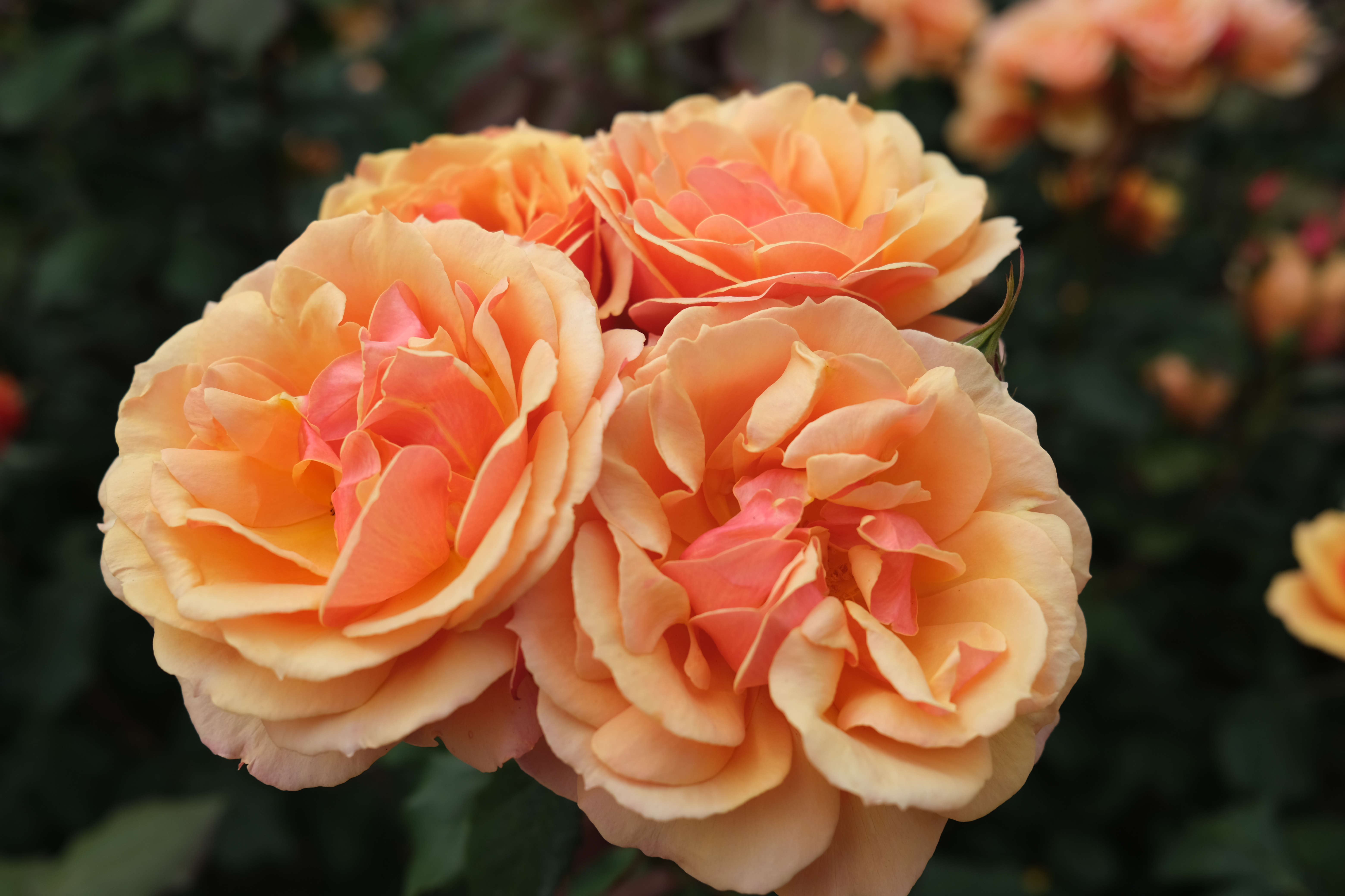 Rose Garden in Stanley Park