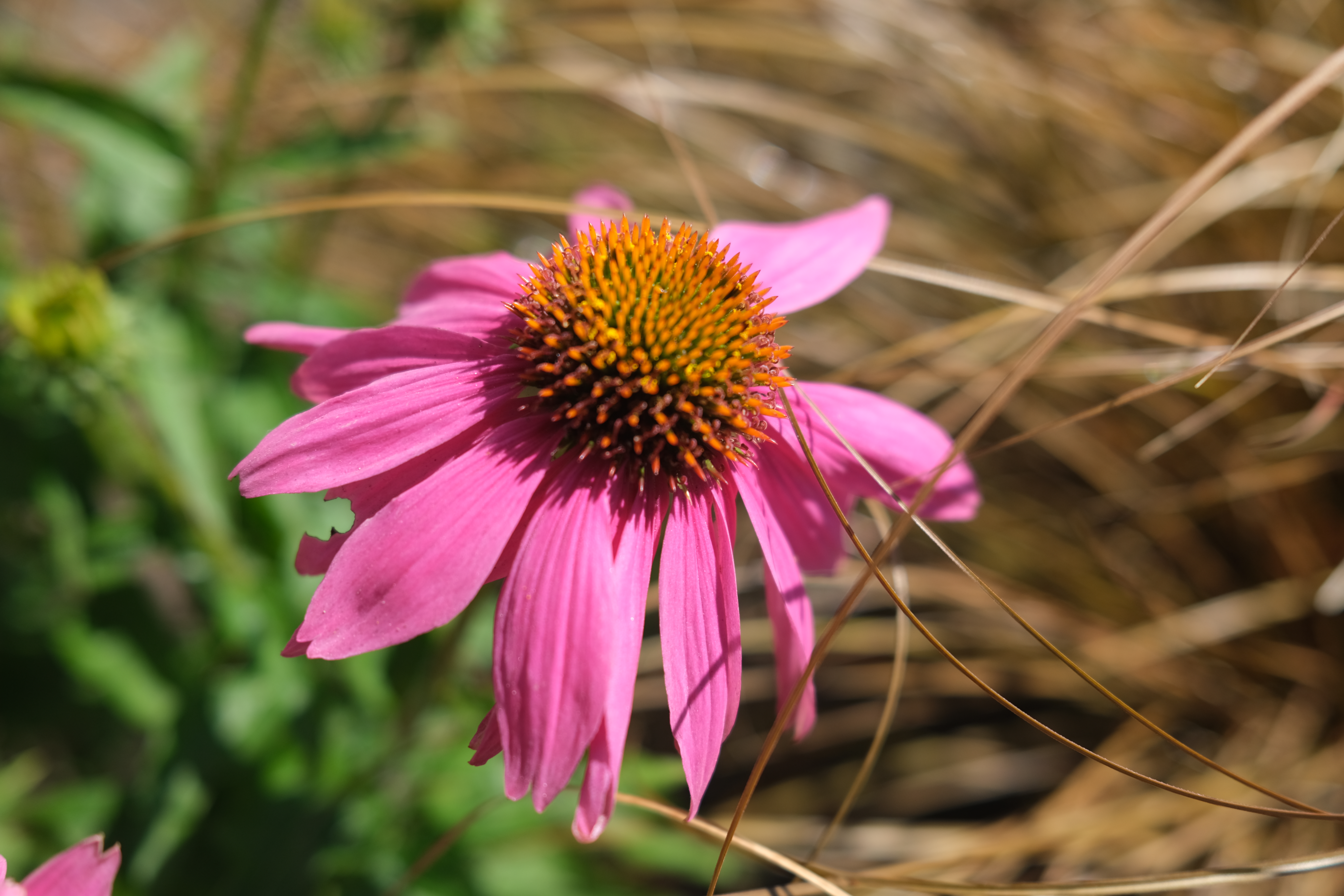 Echinacea